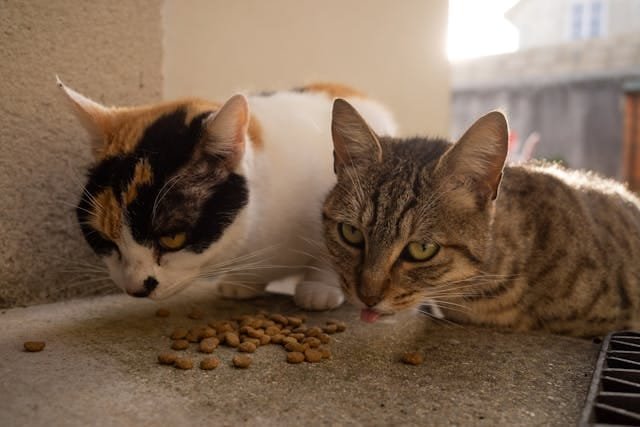 cats eating cereals egypetsco pet